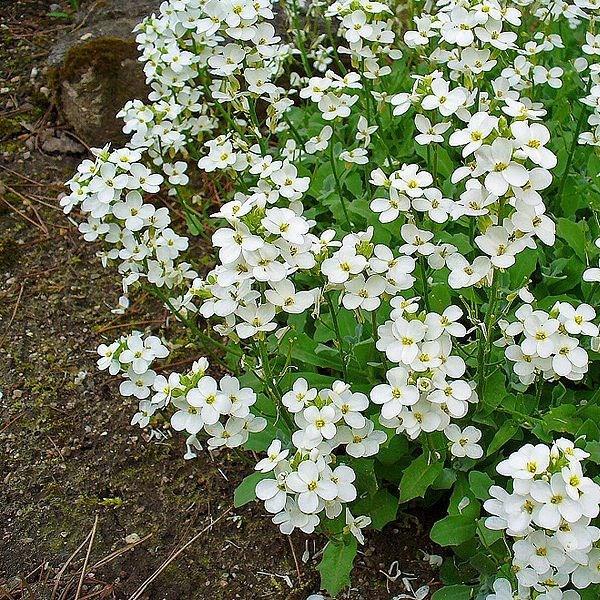 Rock Cress White in the GardenTags plant encyclopedia