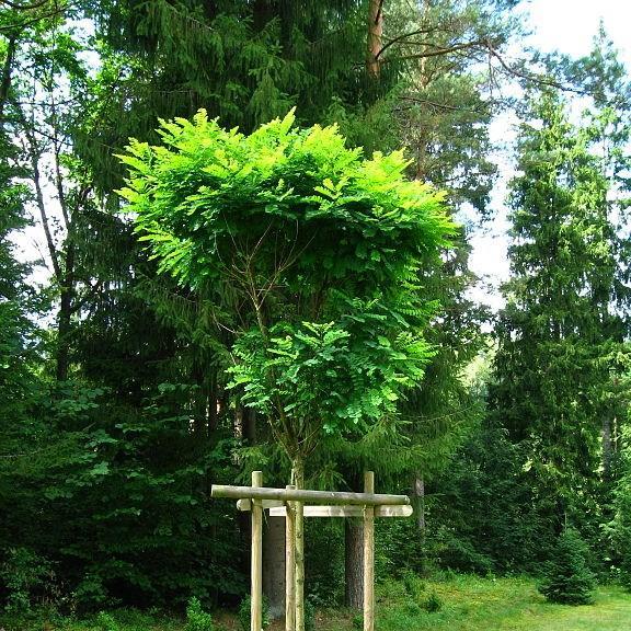 Black Locust in the GardenTags plant encyclopedia