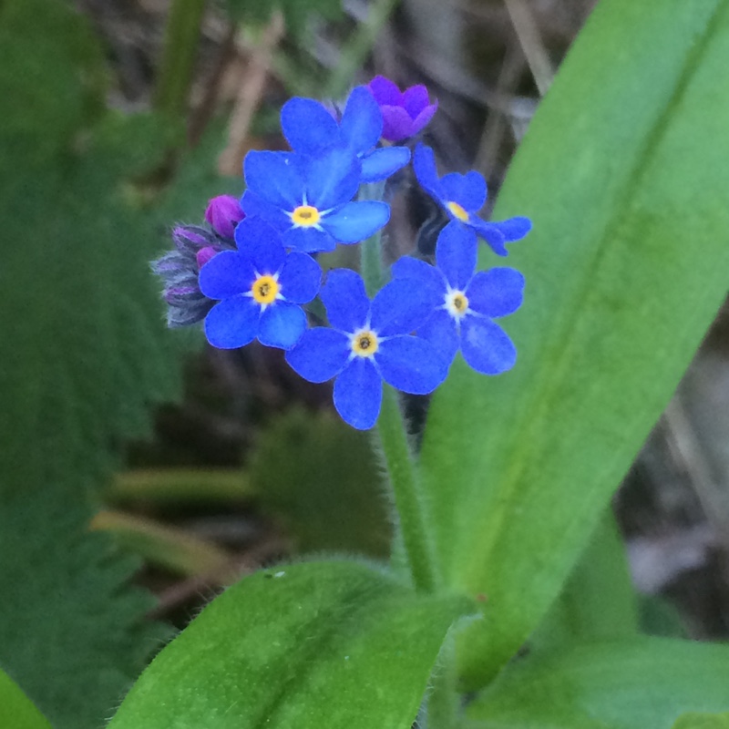 Forget-me-not Blue Ball in the GardenTags plant encyclopedia