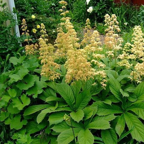 Featherleaf Rodgersia in the GardenTags plant encyclopedia