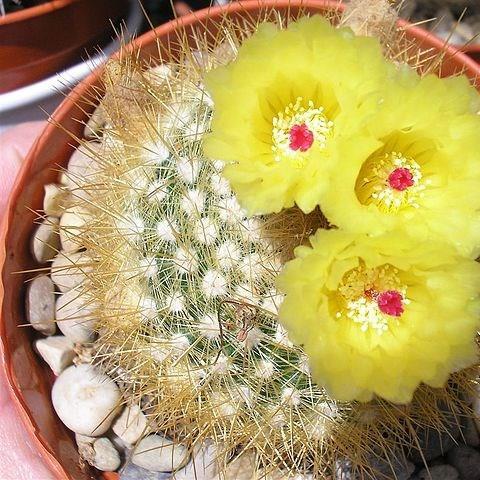 Silver Ball Cactus in the GardenTags plant encyclopedia