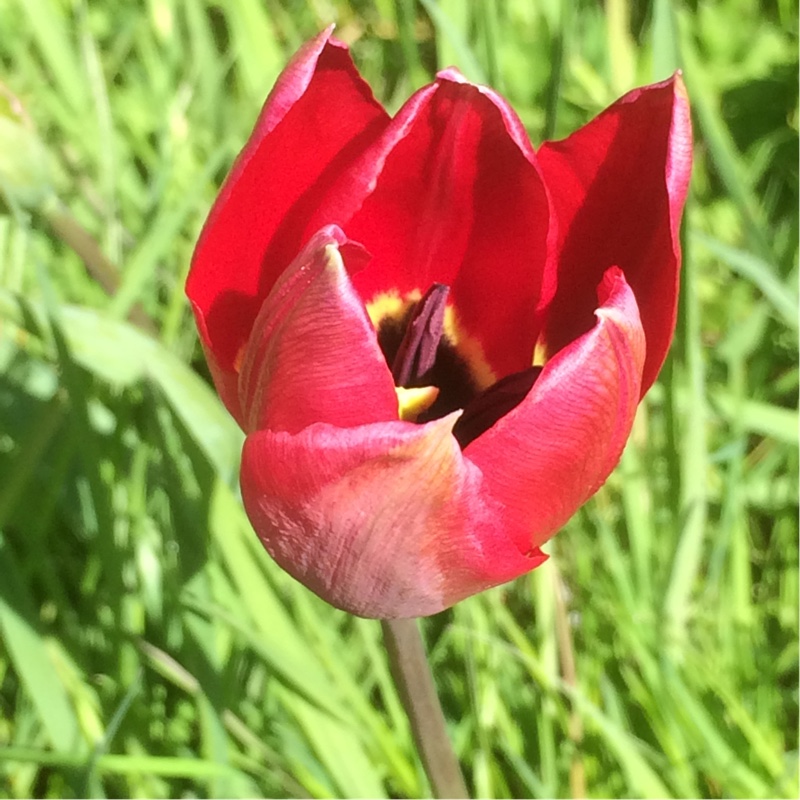 Tulip (Species) Didiers Tulip in the GardenTags plant encyclopedia