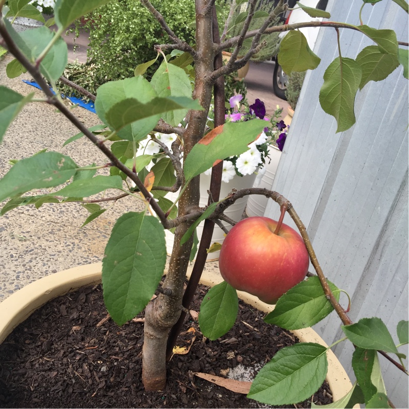 Apple Fuji in the GardenTags plant encyclopedia