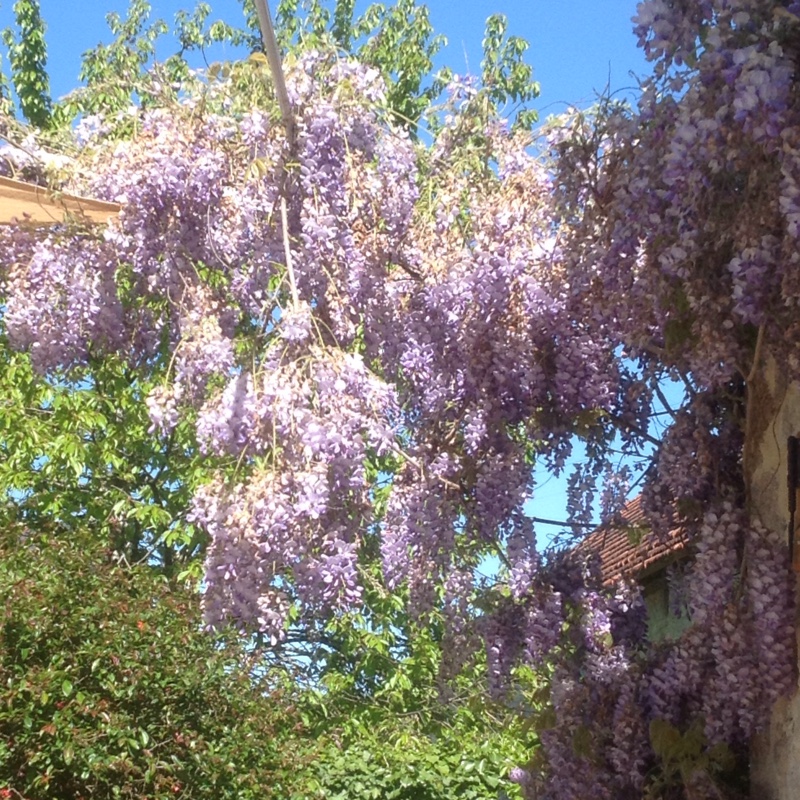 Japanese Wisteria in the GardenTags plant encyclopedia