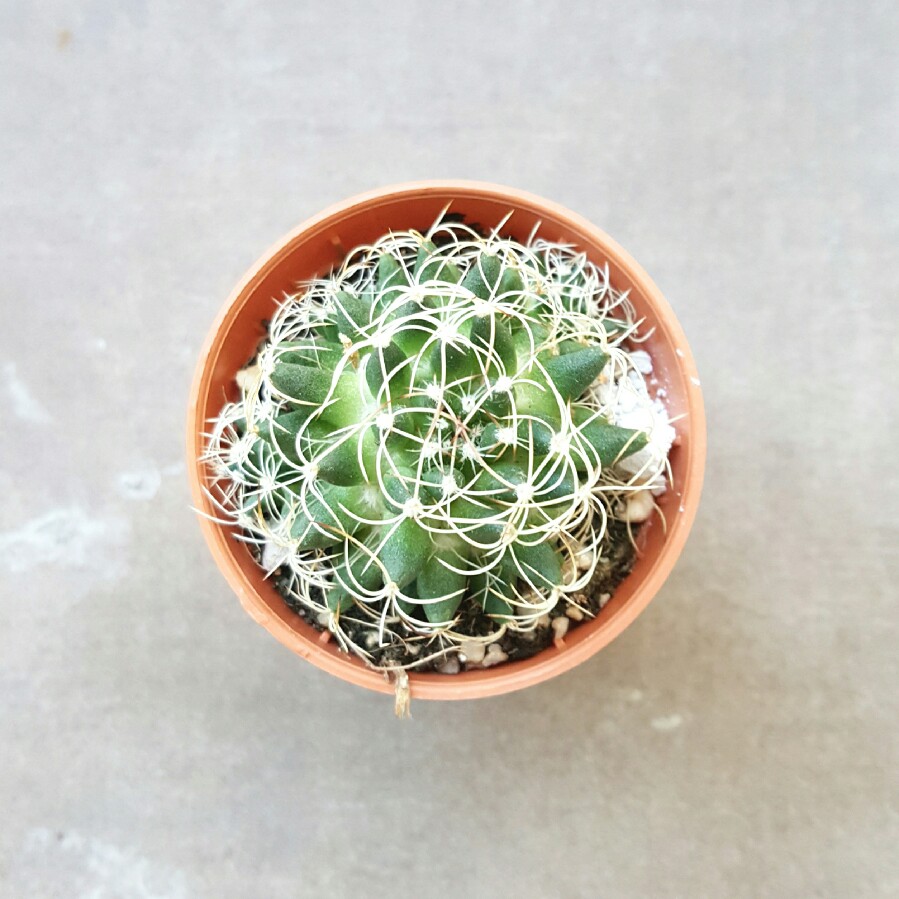 Mammillaria sphaerica in the GardenTags plant encyclopedia