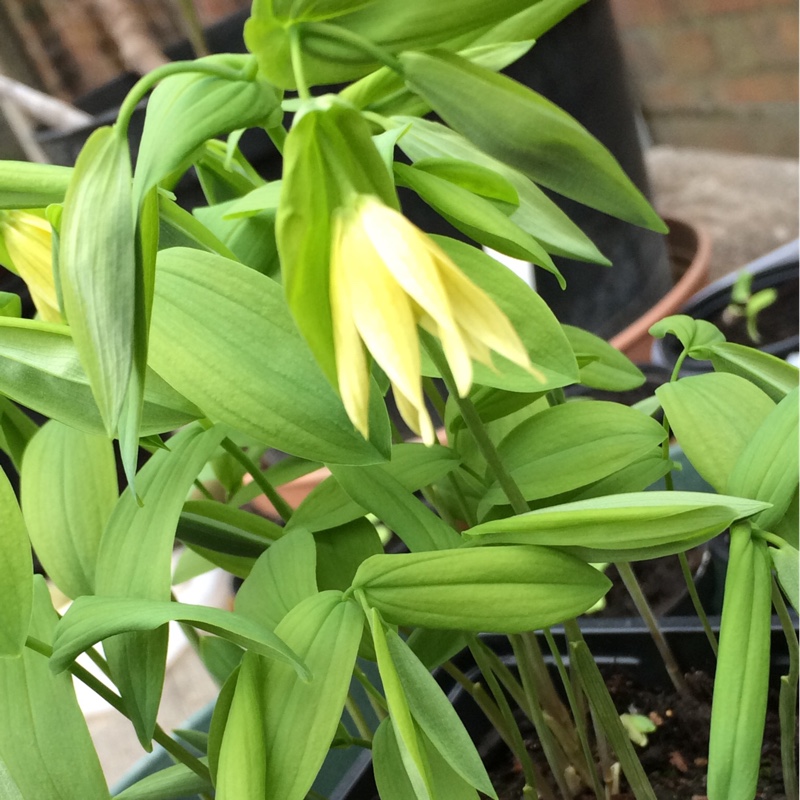 Merrybells in the GardenTags plant encyclopedia