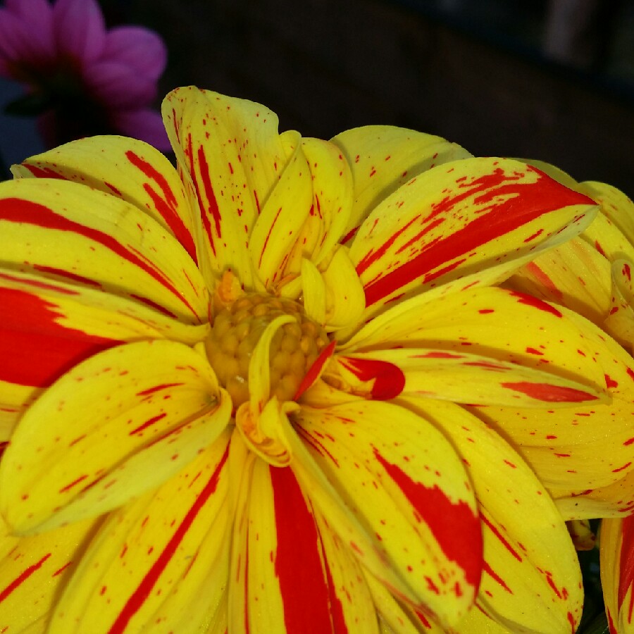 Dahlia Kelly in the GardenTags plant encyclopedia