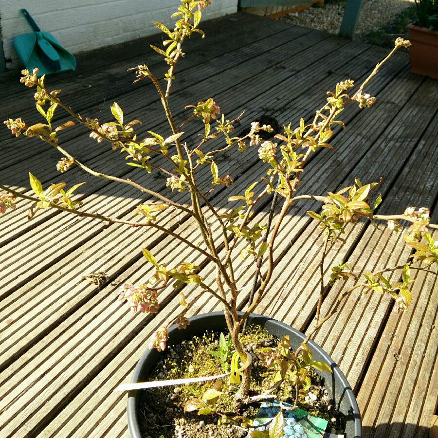 Blueberry Duke in the GardenTags plant encyclopedia