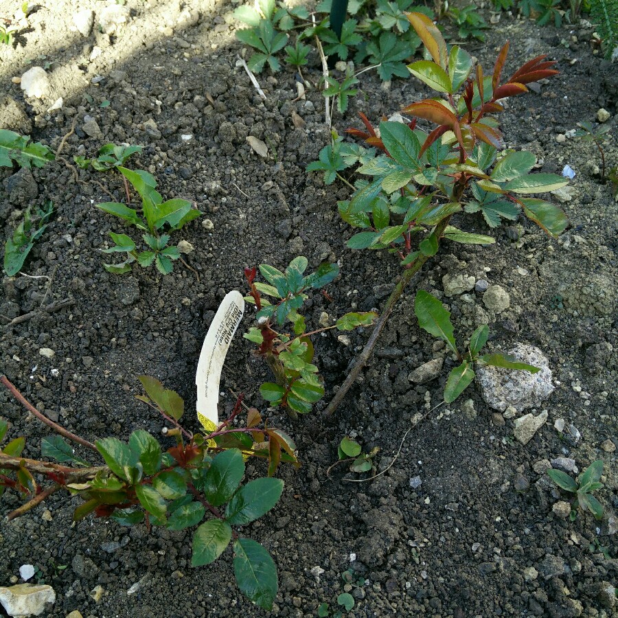 Rose Mermaid (Climbing) in the GardenTags plant encyclopedia