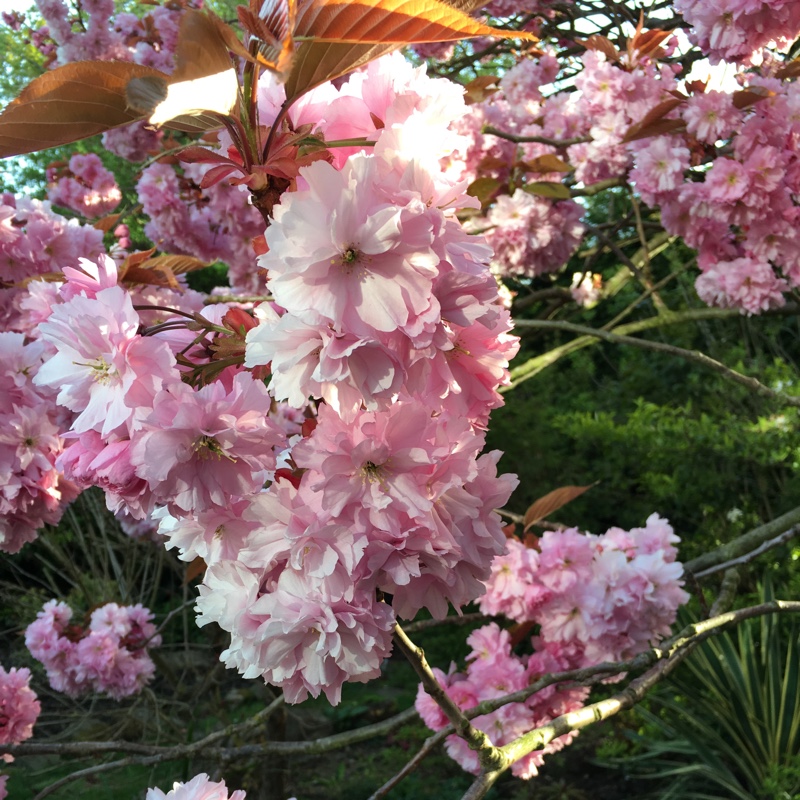 Japanese Flowering Cherry Tree in the GardenTags plant encyclopedia