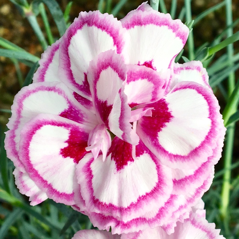 Pink Grans Favourite in the GardenTags plant encyclopedia