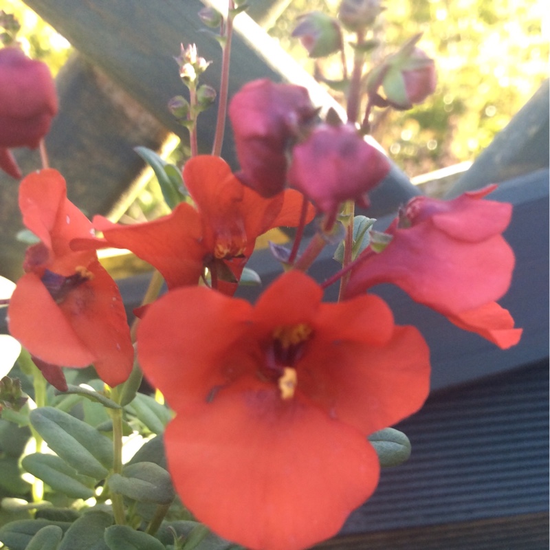 Twinspur Juliet Red in the GardenTags plant encyclopedia