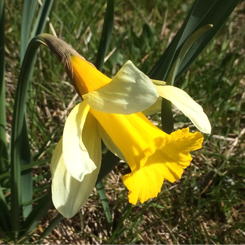 Daffodil (Species) Leonensis Daffodil in the GardenTags plant encyclopedia