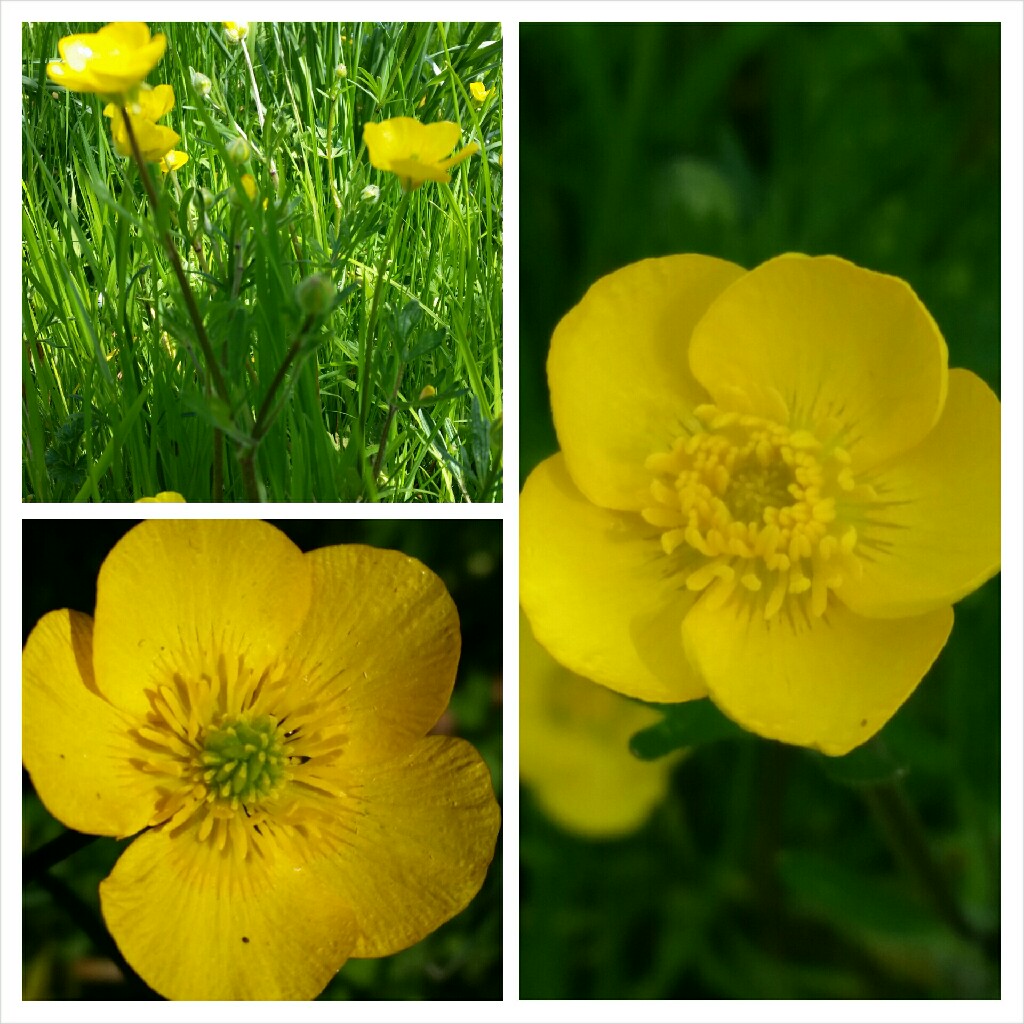 Meadow Buttercup in the GardenTags plant encyclopedia