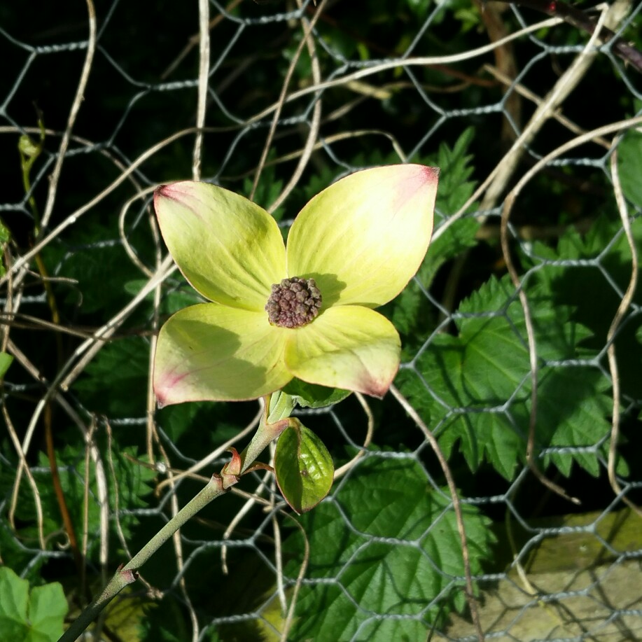 American dogwood in the GardenTags plant encyclopedia