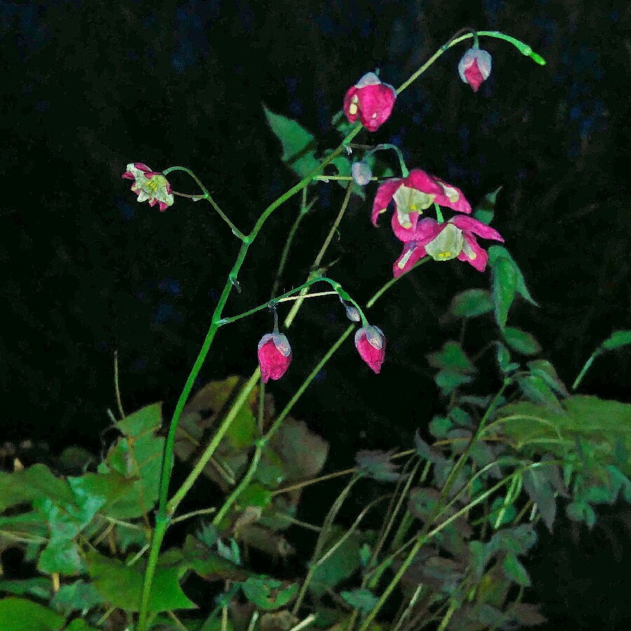 Red Barrenwort in the GardenTags plant encyclopedia