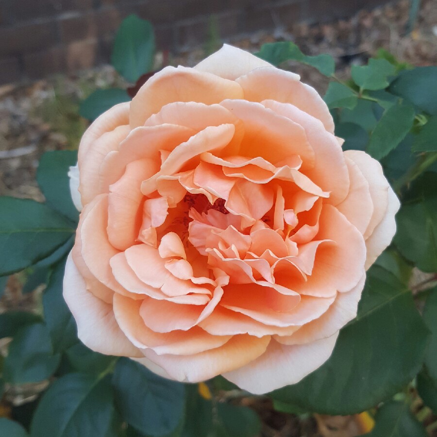 Rose Just Joey (Hybrid Tea) in the GardenTags plant encyclopedia