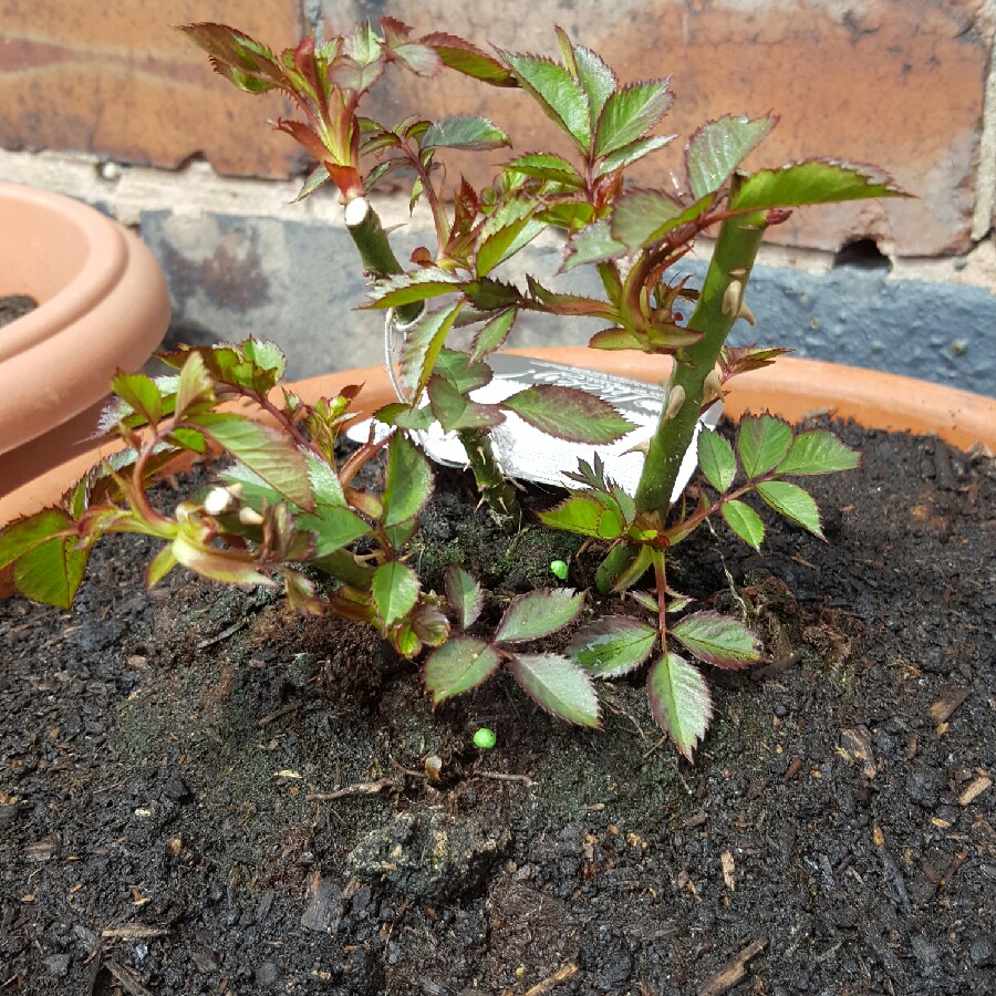 Floribunda rose Frylucky in the GardenTags plant encyclopedia