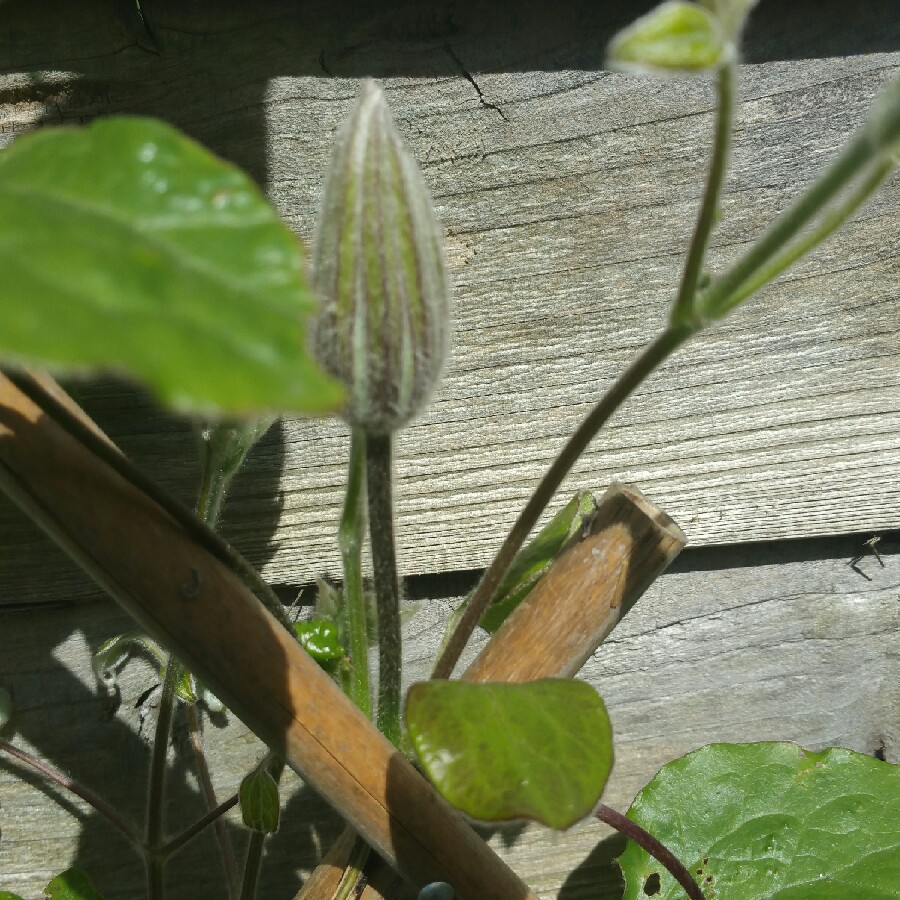 Clematis Vyvyan Pennell in the GardenTags plant encyclopedia