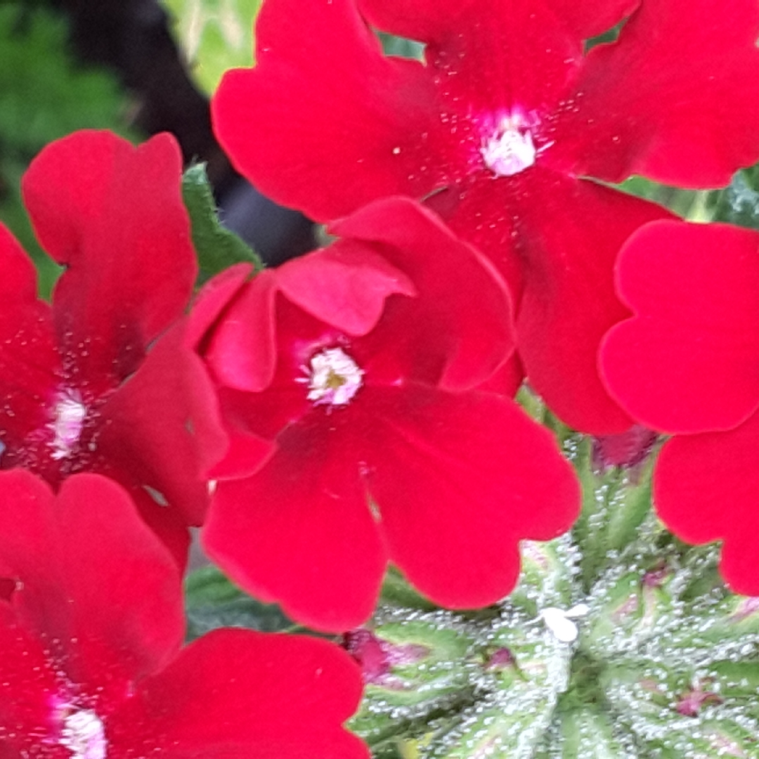 Verbena Aztec Dark Red in the GardenTags plant encyclopedia