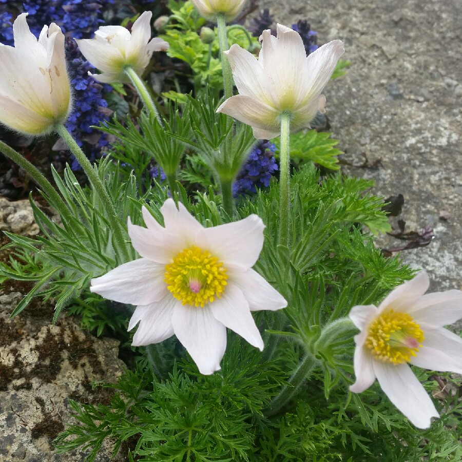 Pasqueflower Pearl Bell in the GardenTags plant encyclopedia