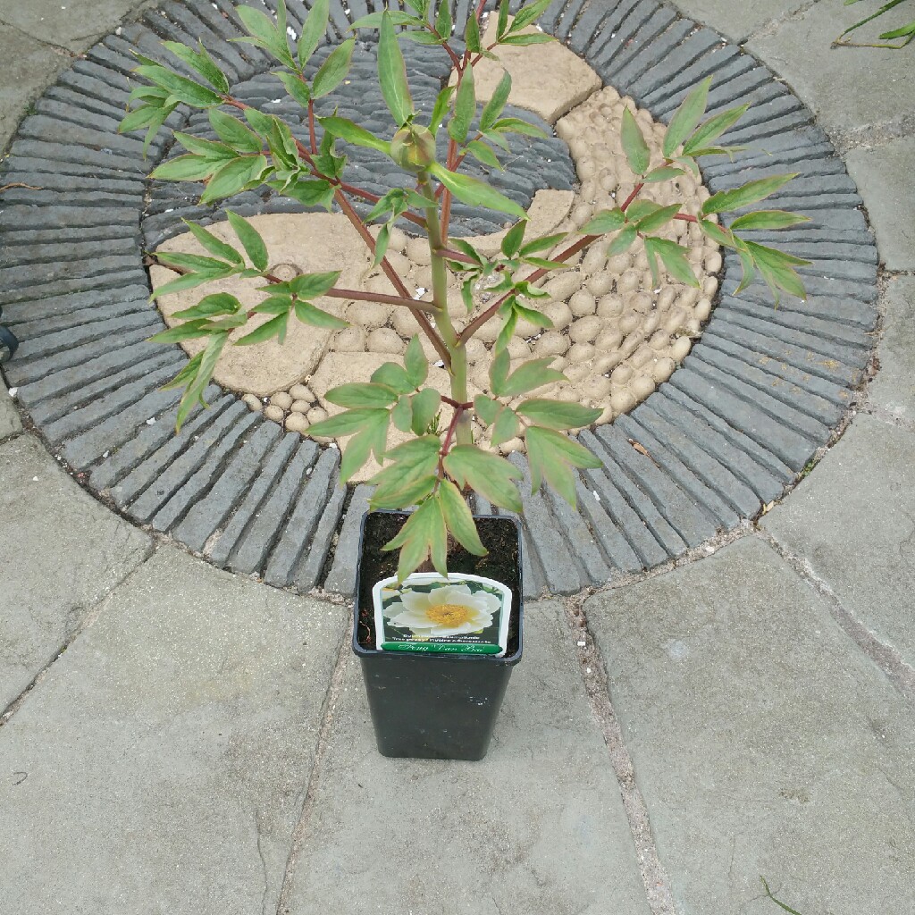 Tree Peony White Phoenix in the GardenTags plant encyclopedia