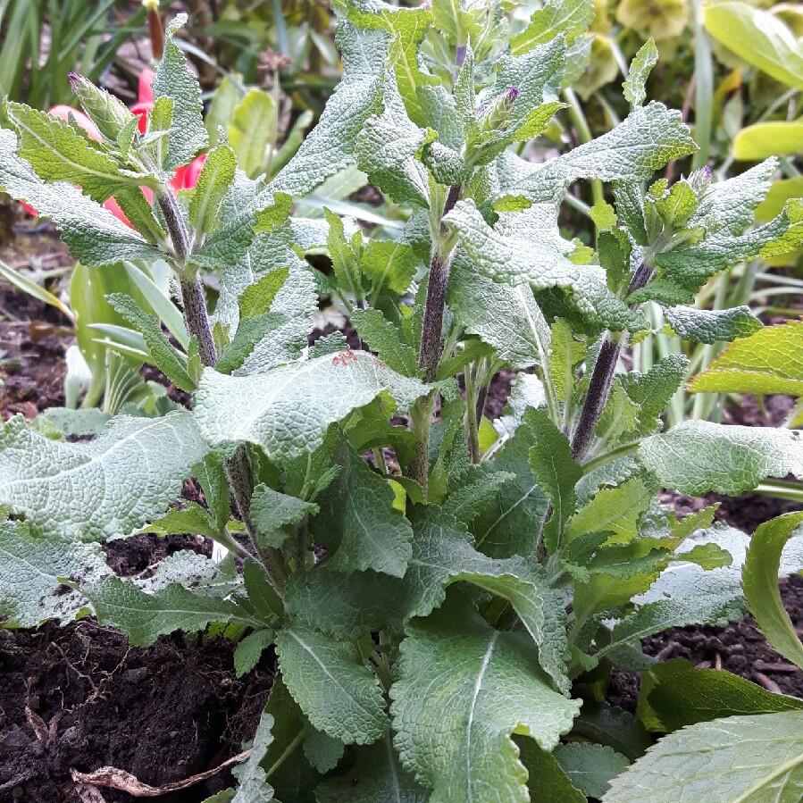 Balkan Clary Sage New Dimension Blue in the GardenTags plant encyclopedia