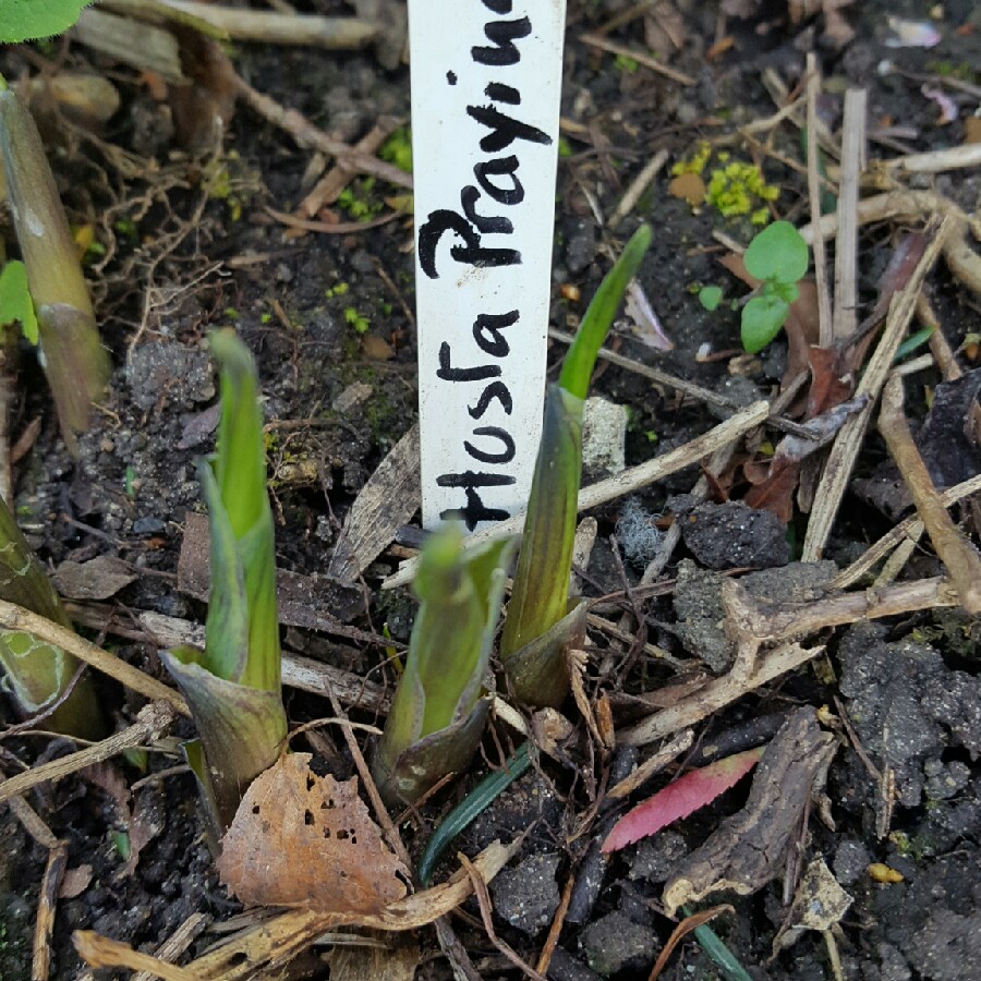 Plantain Lily Praying Hands in the GardenTags plant encyclopedia