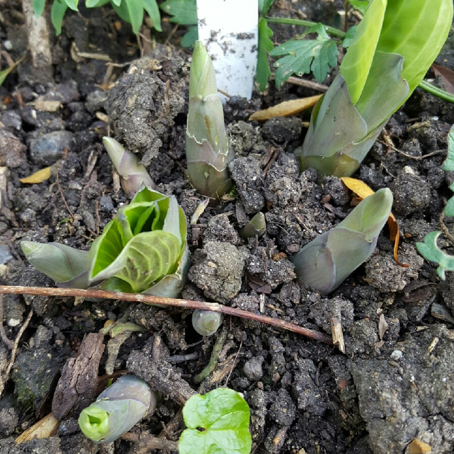 Plantain Lily Minuteman in the GardenTags plant encyclopedia