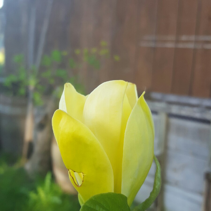 Yellow Bird Magnolia in the GardenTags plant encyclopedia