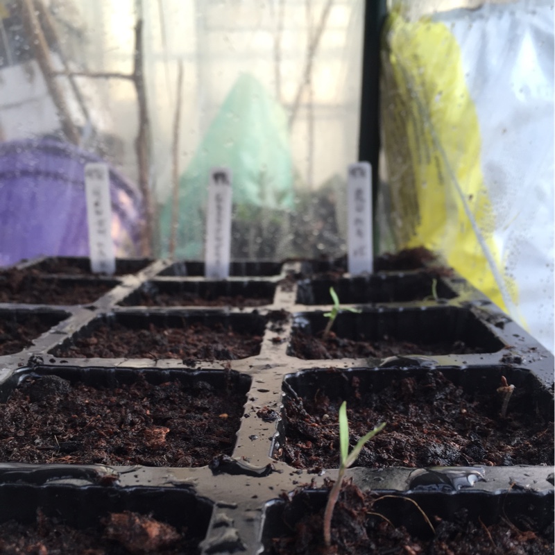 Tomato Roma in the GardenTags plant encyclopedia