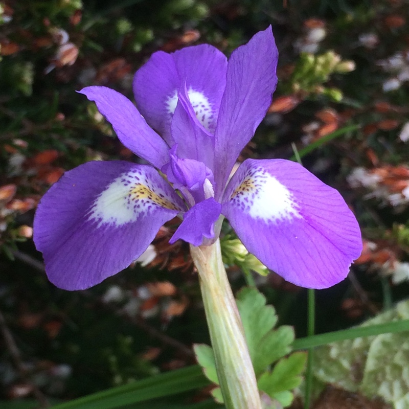 Iris Sisyrinchium in the GardenTags plant encyclopedia