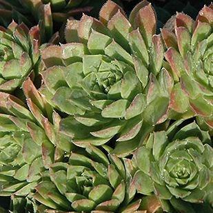 Sempervivum Carmen in the GardenTags plant encyclopedia