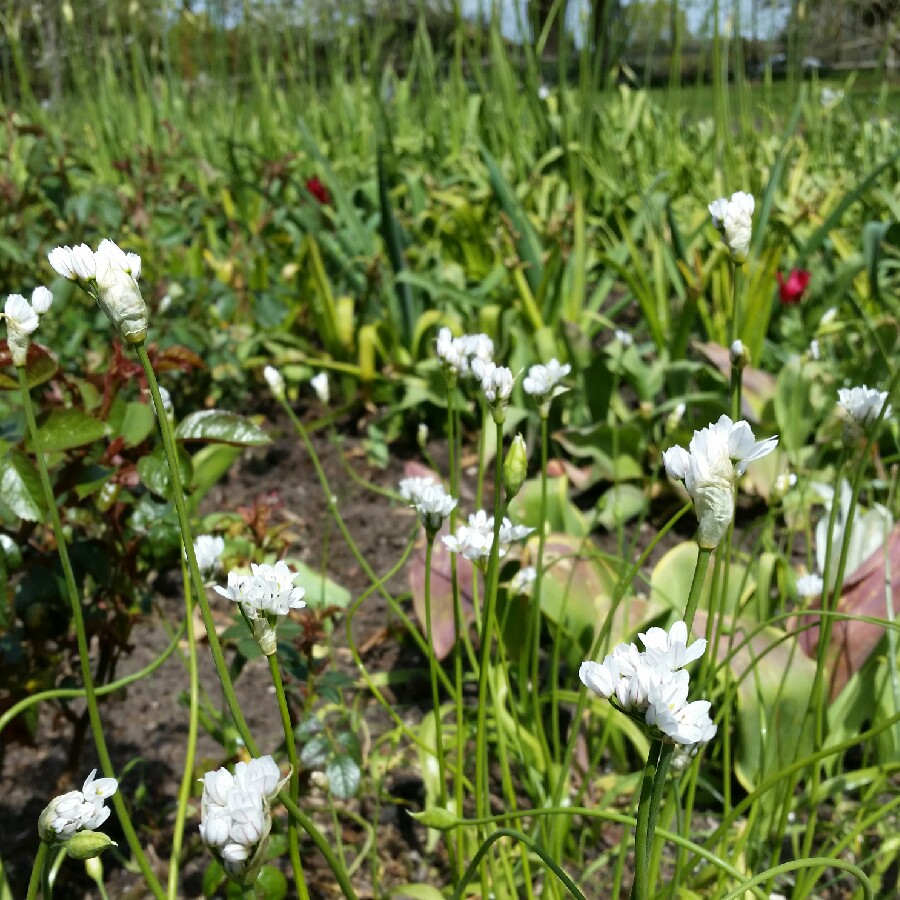 Allium (Species) Naples Garlic in the GardenTags plant encyclopedia