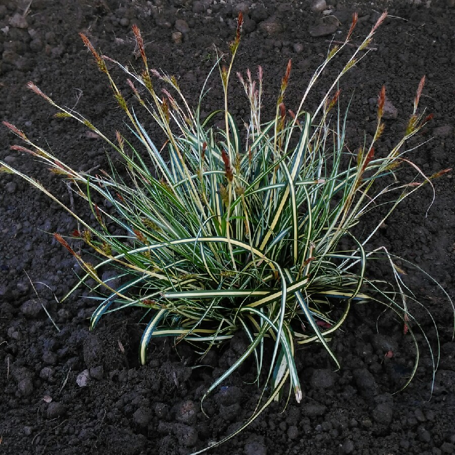 Carex morrowii Aureovariegata in the GardenTags plant encyclopedia