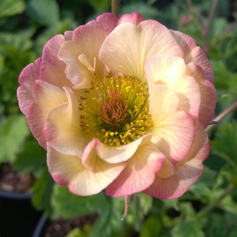 Avens Cosmopolitan in the GardenTags plant encyclopedia