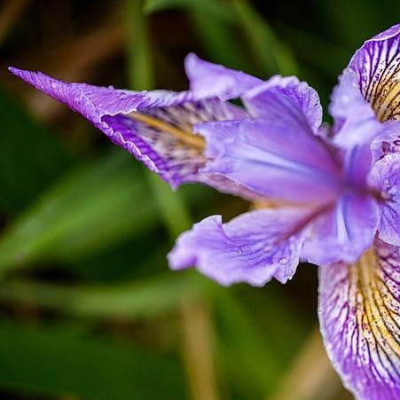 Tough Leaf Iris in the GardenTags plant encyclopedia