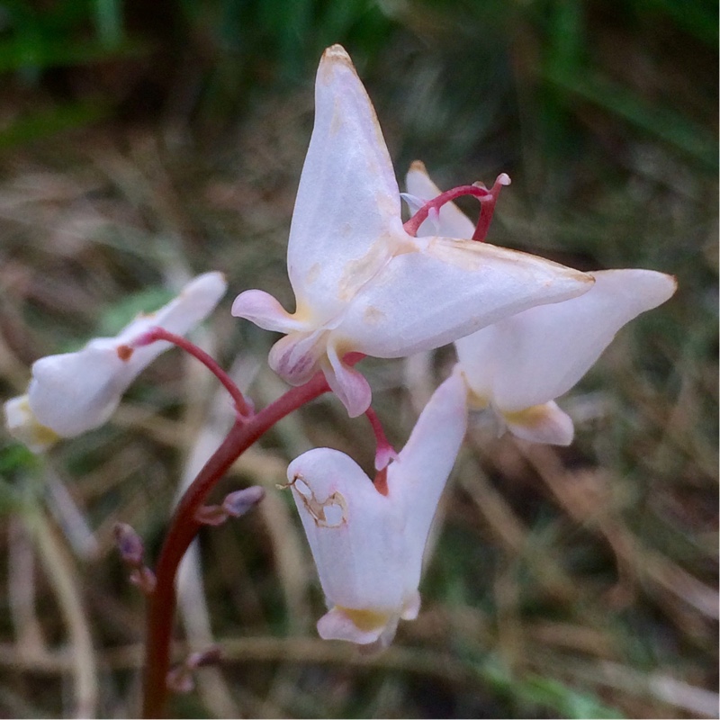 Dutchmans-breeches in the GardenTags plant encyclopedia