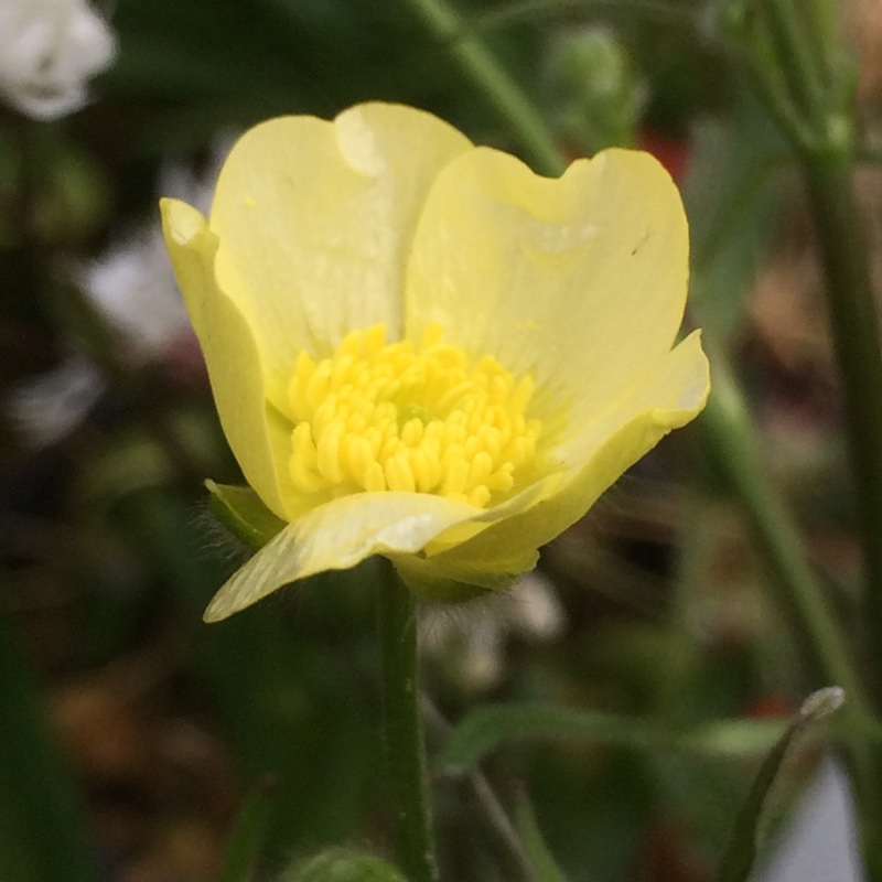 Meadow Buttercup Citrinus in the GardenTags plant encyclopedia