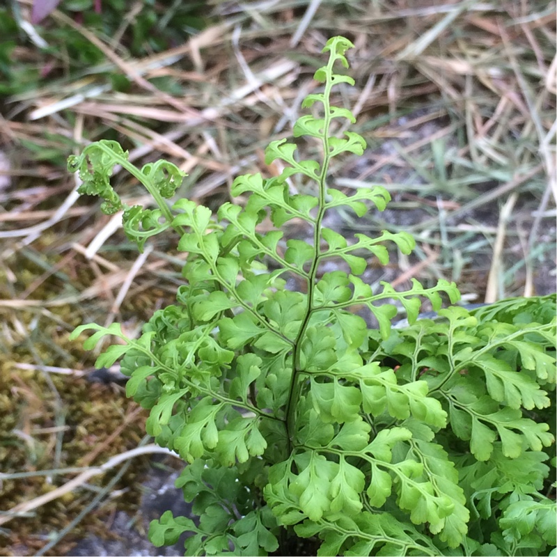 Cystopteris in the GardenTags plant encyclopedia