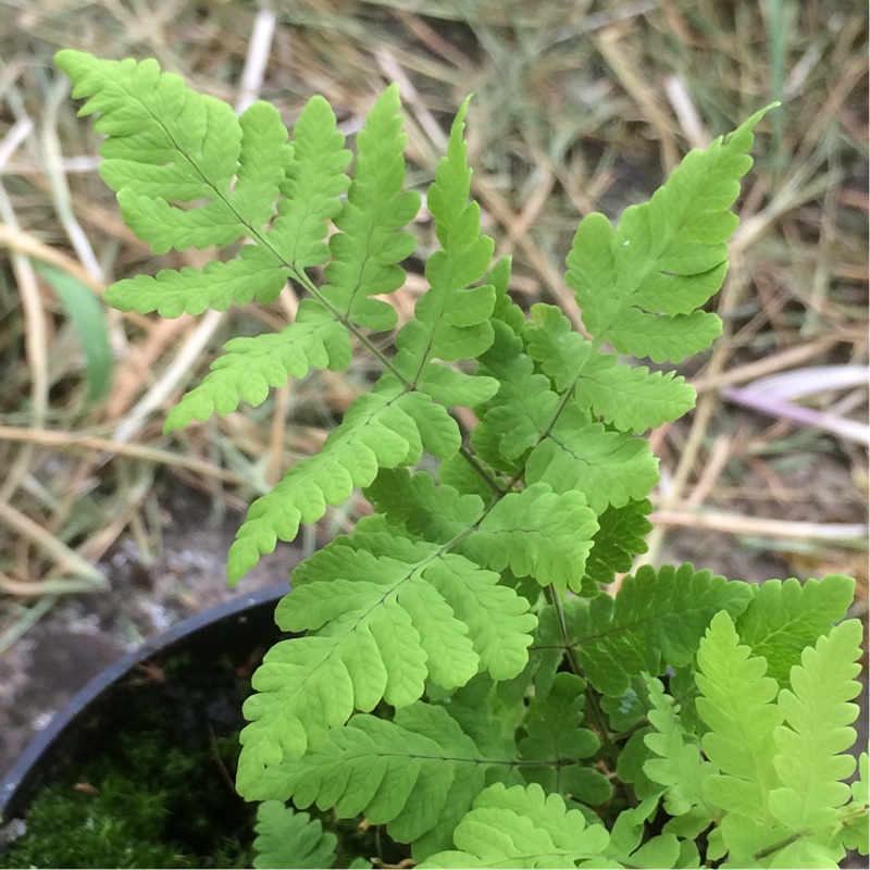 Gymnocarpium dryopteris 'Plumosum', Ruffled Oak Fern 'Plumosum' in ...