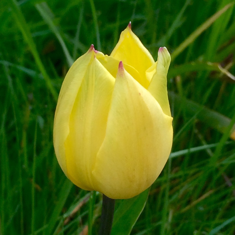 Tulip (Species) Garden Tulip Lutea in the GardenTags plant encyclopedia