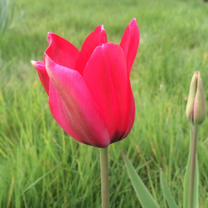 Tulip (Species) Garden Tulip Spathulata in the GardenTags plant encyclopedia