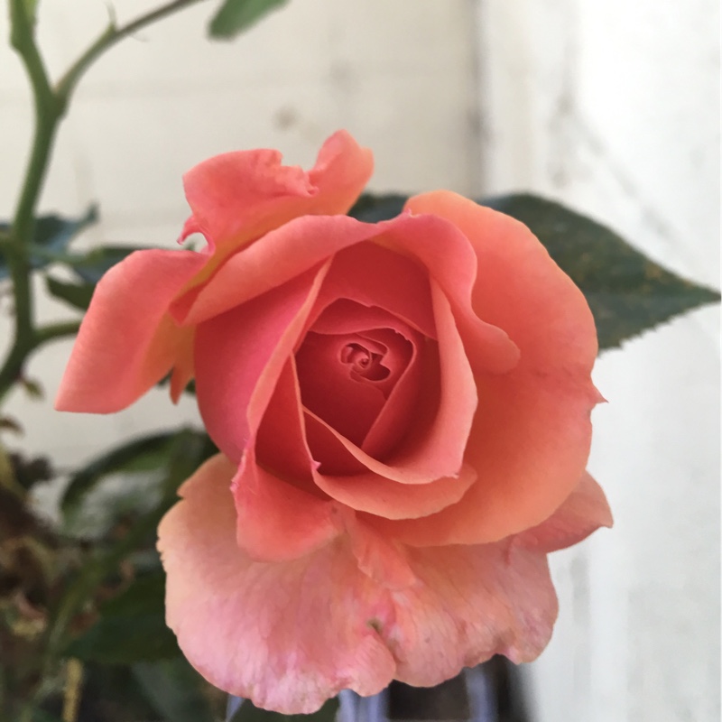 Rose Aoteoroa in the GardenTags plant encyclopedia