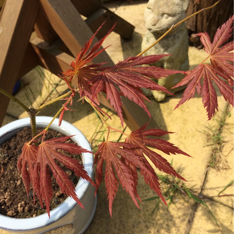 Japanese Maple Mirte in the GardenTags plant encyclopedia