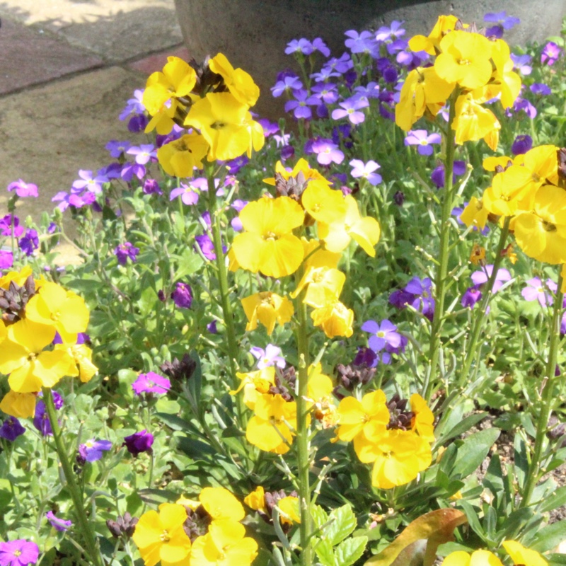 Wallflower Yellow Bird in the GardenTags plant encyclopedia