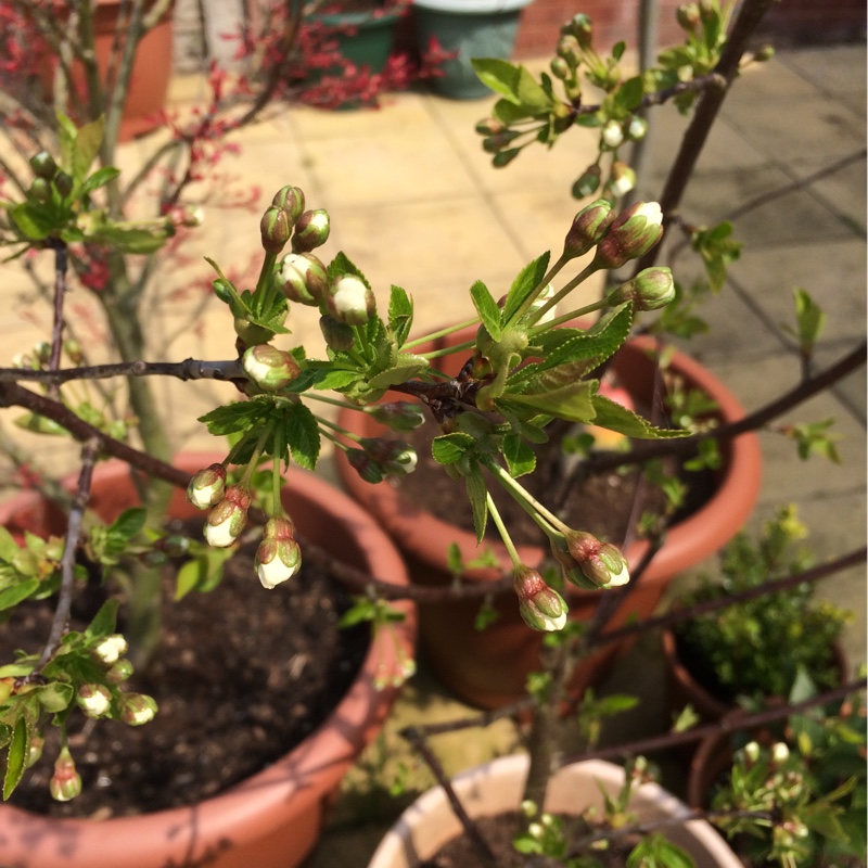 Morello Cherry Tree in the GardenTags plant encyclopedia