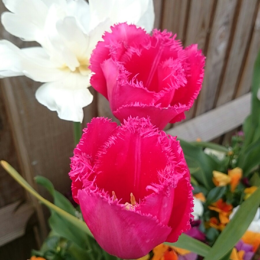 Tulip Burgundy Lace (Fringed) in the GardenTags plant encyclopedia