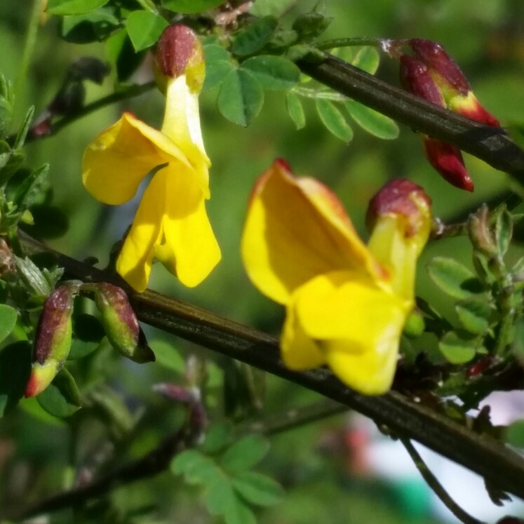 Scorpion senna in the GardenTags plant encyclopedia