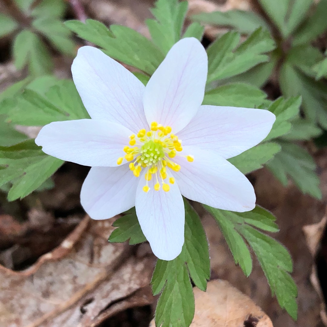 Wood anemone in the GardenTags plant encyclopedia